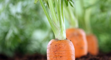 Kdy zasadit mrkev v zimě pro skladování